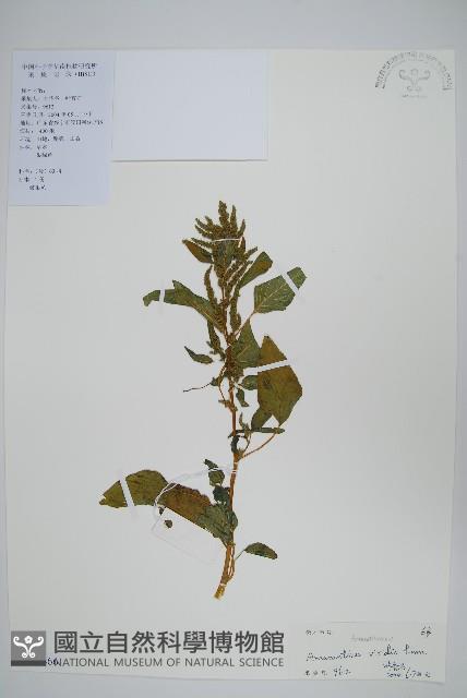 野莧菜藏品圖，第1張