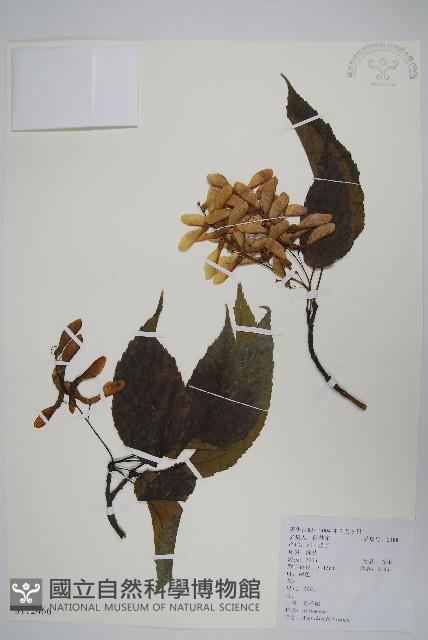 青榨槭藏品圖，第1張