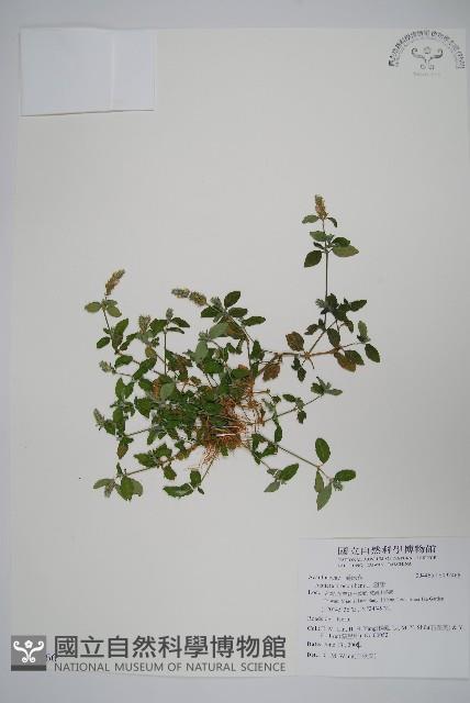 爵床藏品圖，第1張