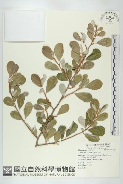 宜梧藏品圖，第1張