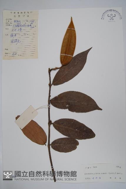 銹毛絡石藏品圖，第1張