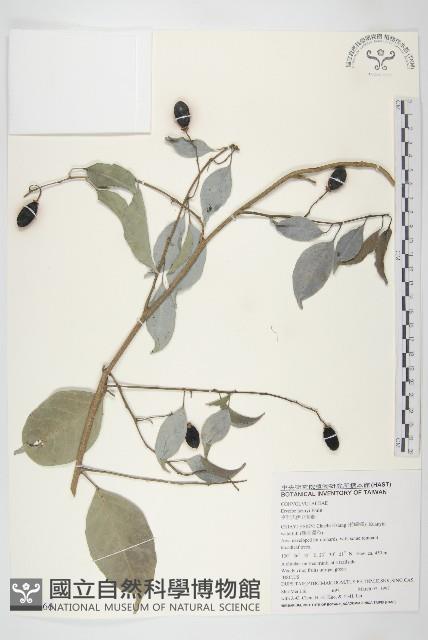 亨利氏伊立基藤藏品圖，第1張