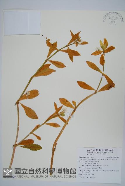 空心蓮子草藏品圖，第1張