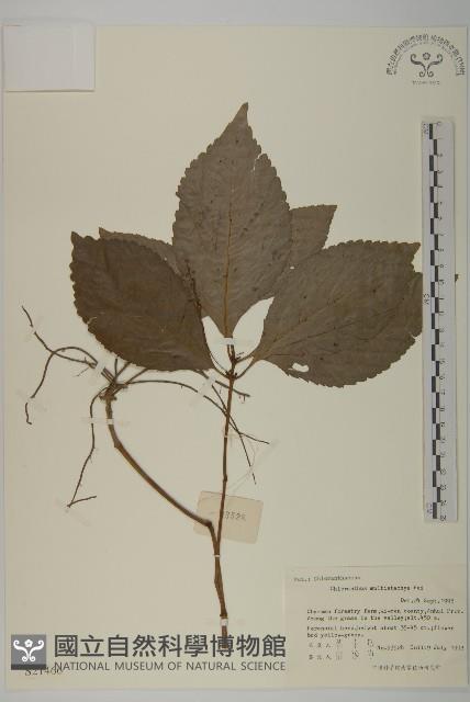 多穗金粟蘭藏品圖，第1張