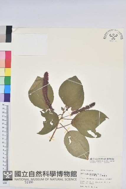 紅花鐵莧、長穗鐵莧藏品圖，第1張