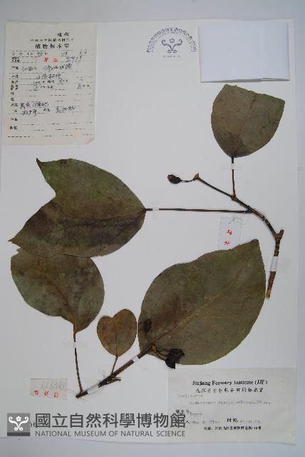 臺灣樹參藏品圖，第1張