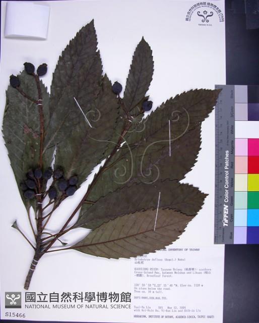 山枇杷、臺灣枇杷藏品圖，第1張