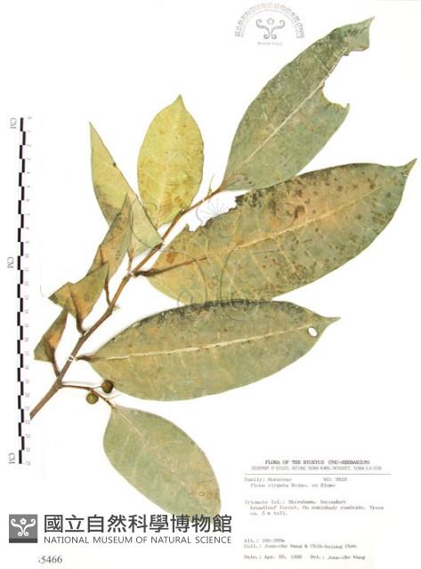 白肉榕、島榕藏品圖，第1張