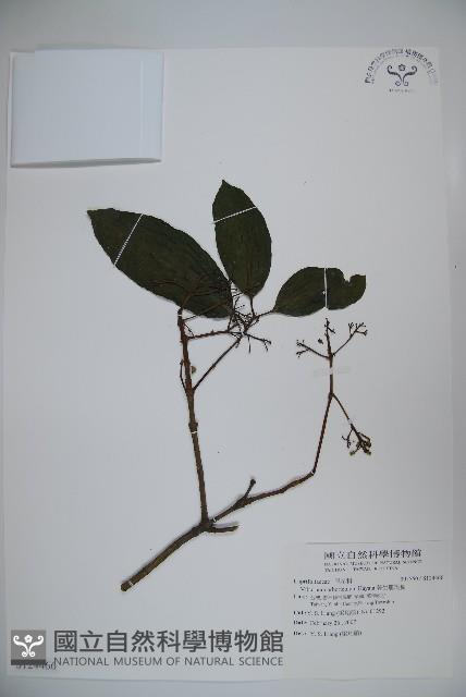 著生珊瑚樹藏品圖，第1張