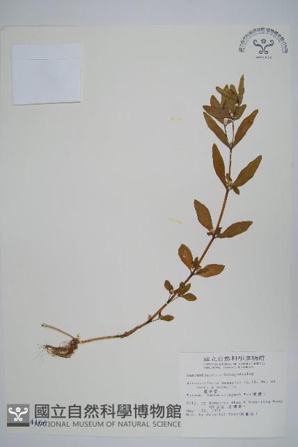 蓮子草藏品圖，第1張