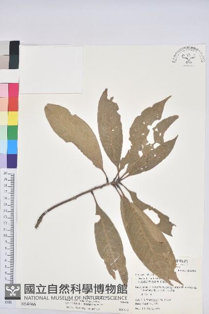 短尾柯、油葉杜、嶺南柯藏品圖，第1張