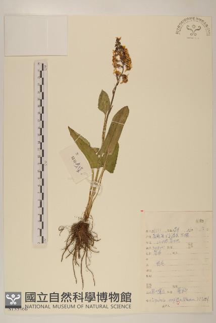 箭葉橐吾藏品圖，第1張