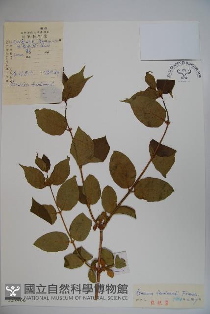 蔥皮忍冬藏品圖，第1張