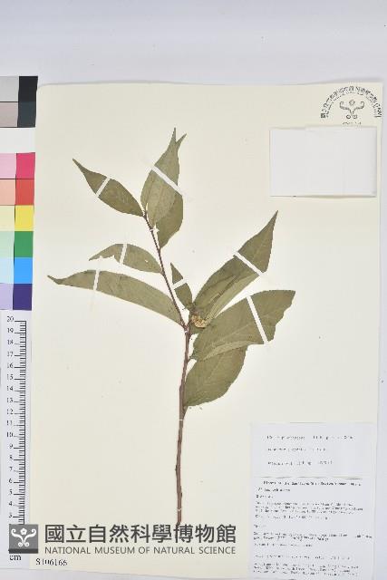 草沉香藏品圖，第1張