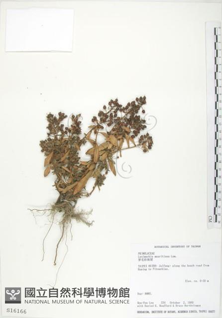 茅毛珍珠菜藏品圖，第1張