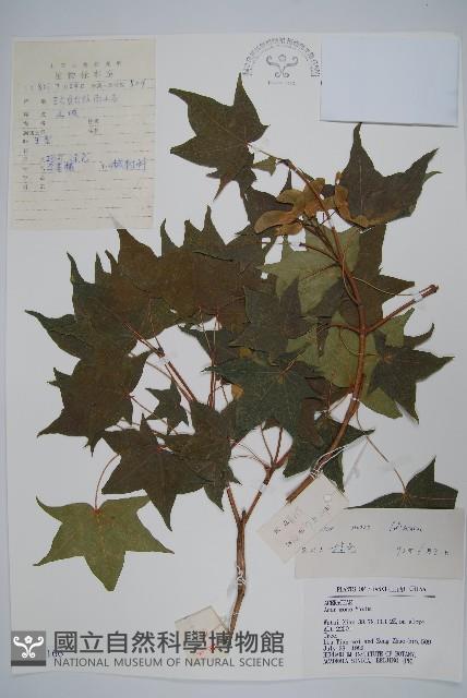 元寶楓, 地錦槭藏品圖，第1張