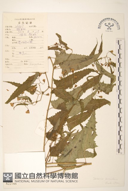蔓黃菀藏品圖，第1張