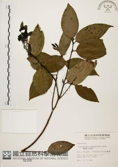 土肉桂藏品圖，第1張