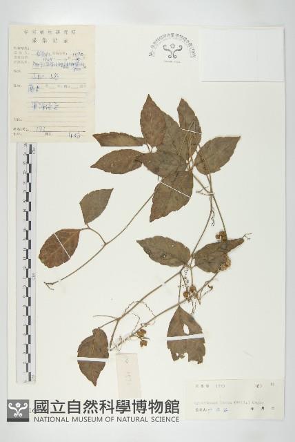 光葉絞股藍藏品圖，第1張