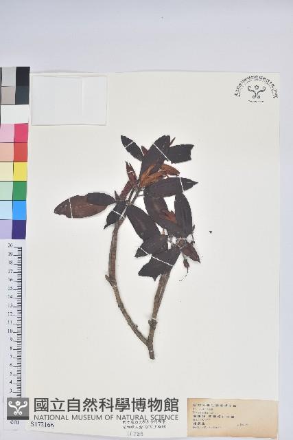 登錄號:S172166藏品圖，第1張