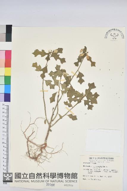 白苞猩猩草藏品圖，第1張