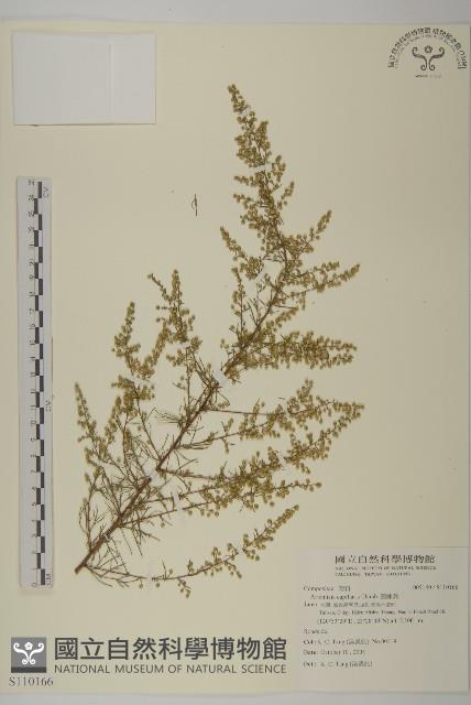 細葉山艾藏品圖，第1張