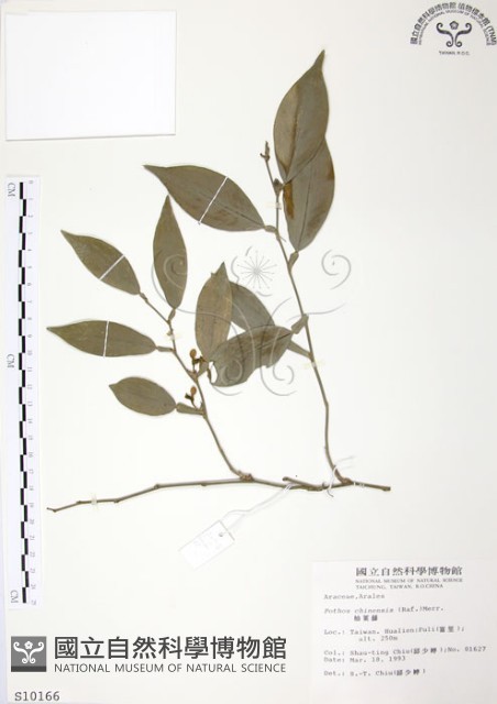 柚葉藤藏品圖，第1張