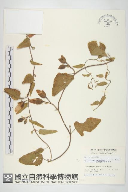 盒果藤藏品圖，第1張