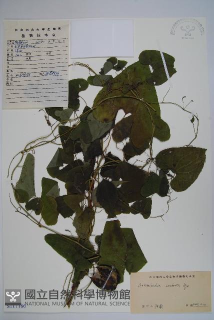 北馬兜鈴藏品圖，第1張