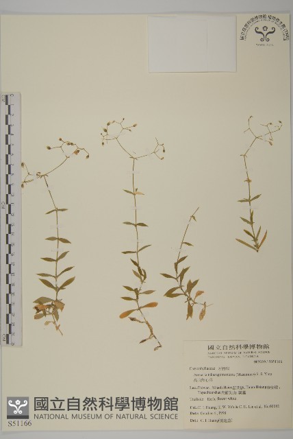 高山無心菜藏品圖，第1張