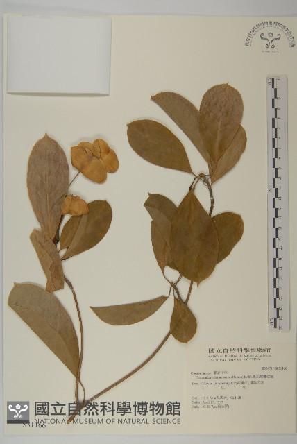 馬尼拉欖仁樹藏品圖，第1張