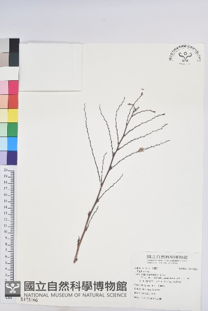 登錄號:S125166藏品圖，第1張