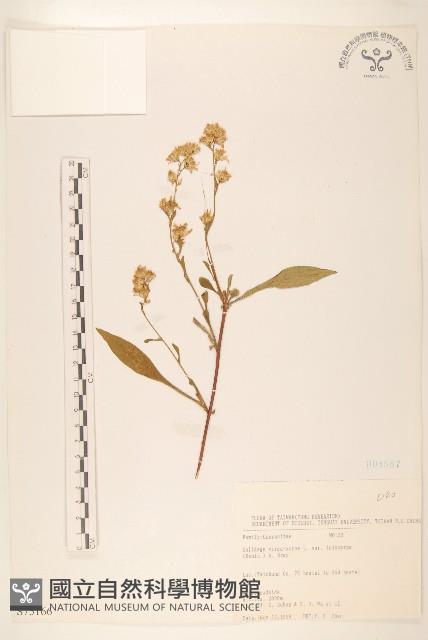 一枝黃花藏品圖，第1張