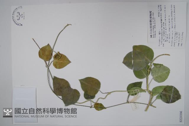 蘭嶼牛皮消、蘭嶼白薇藏品圖，第1張