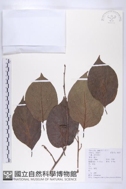 油柿藏品圖，第1張