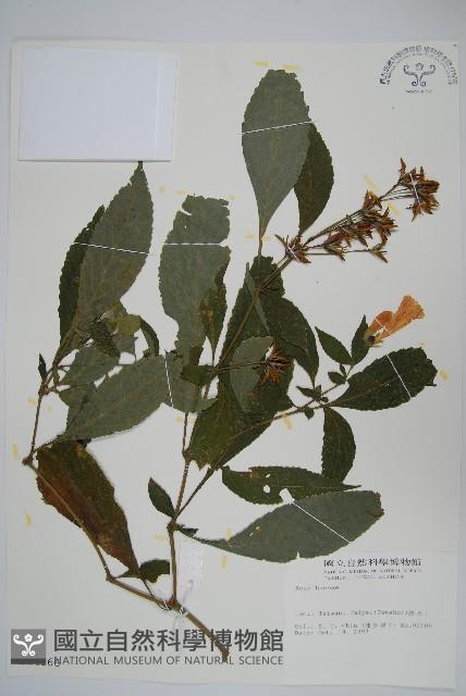 登錄號:S014166藏品圖，第1張