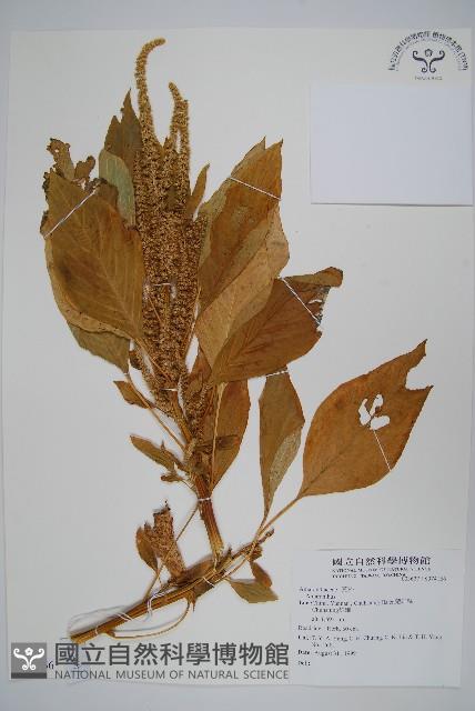 登錄號:S074166藏品圖，第1張