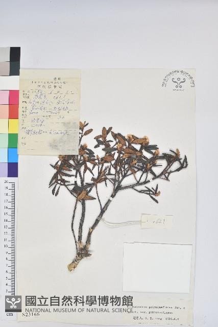 櫻草杜鵑藏品圖，第1張