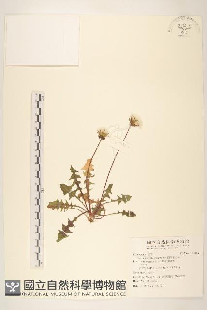 西洋蒲公英藏品圖，第1張