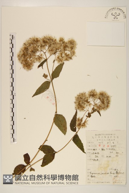 佩蘭、澤蘭藏品圖，第1張