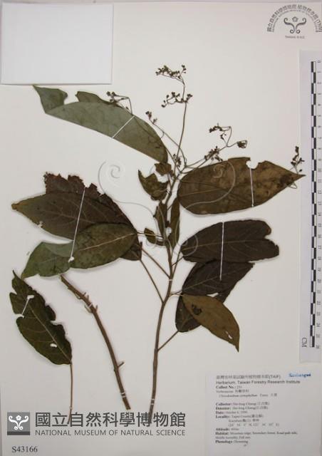 大青藏品圖，第1張