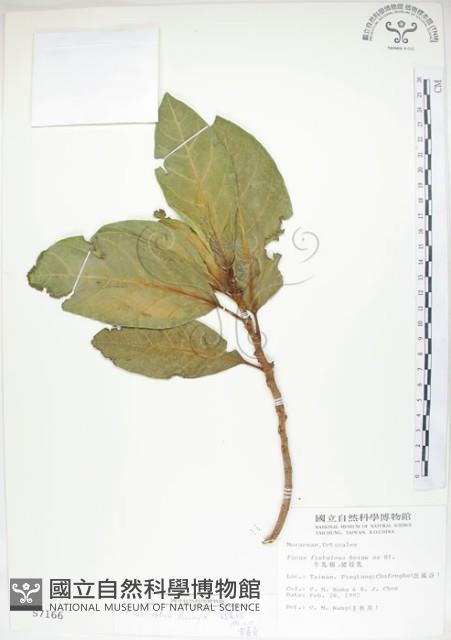 大冇榕、稜果榕藏品圖，第1張