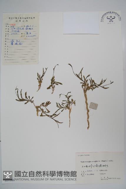 細葉蘭花參藏品圖，第1張