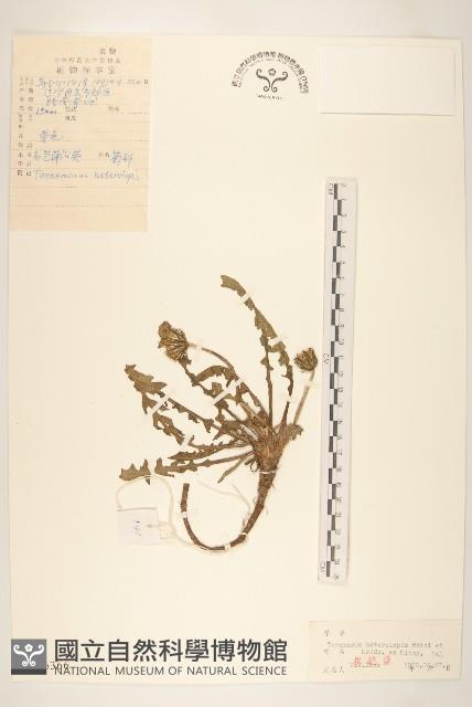 異苞蒲公英藏品圖，第1張