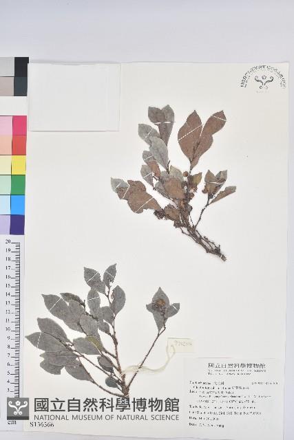 細葉饅頭果藏品圖，第1張