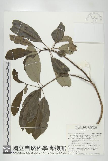 奧氏虎皮楠藏品圖，第1張