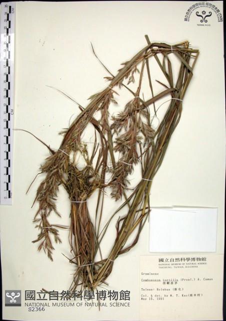 扭鞘香茅藏品圖，第1張