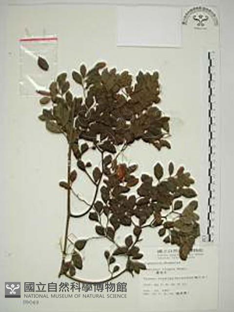 翼核木藏品圖，第1張