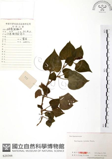 臭腥草、蕺菜藏品圖，第1張