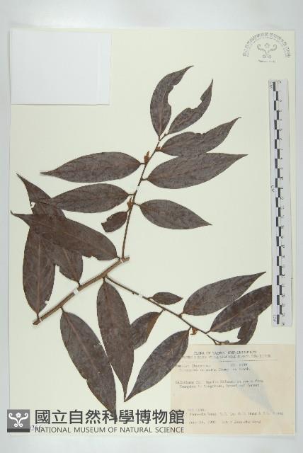 軟毛柿藏品圖，第1張